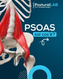famoso muscolo emozioni — Il famoso muscolo delle emozioni è una definizione impropria: nasce dal fatto che lo psoas è in